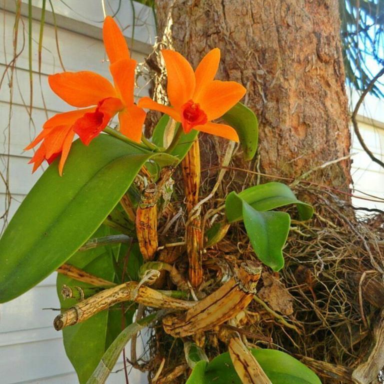 Pousada Orquideas 과루자 외부 사진